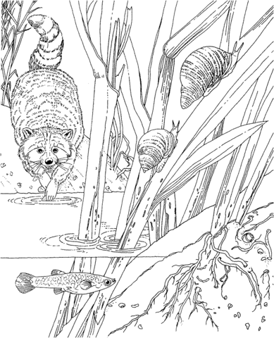 Racoon In The Forest Coloring Page